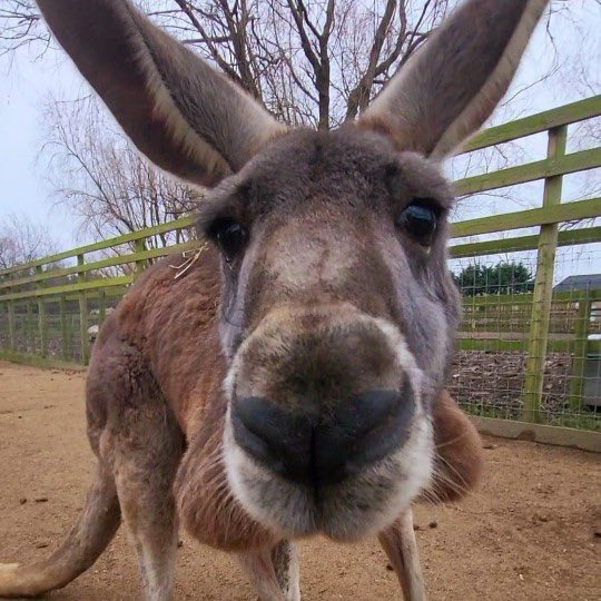 Kangaroo tweet media
