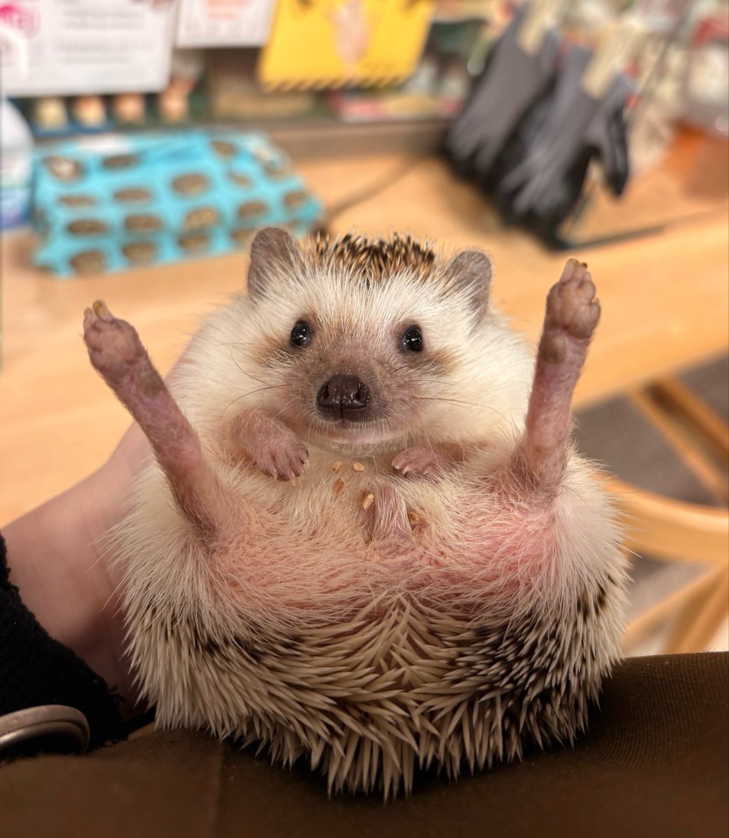 足がみょぉーーーんなハリちゃん🦔