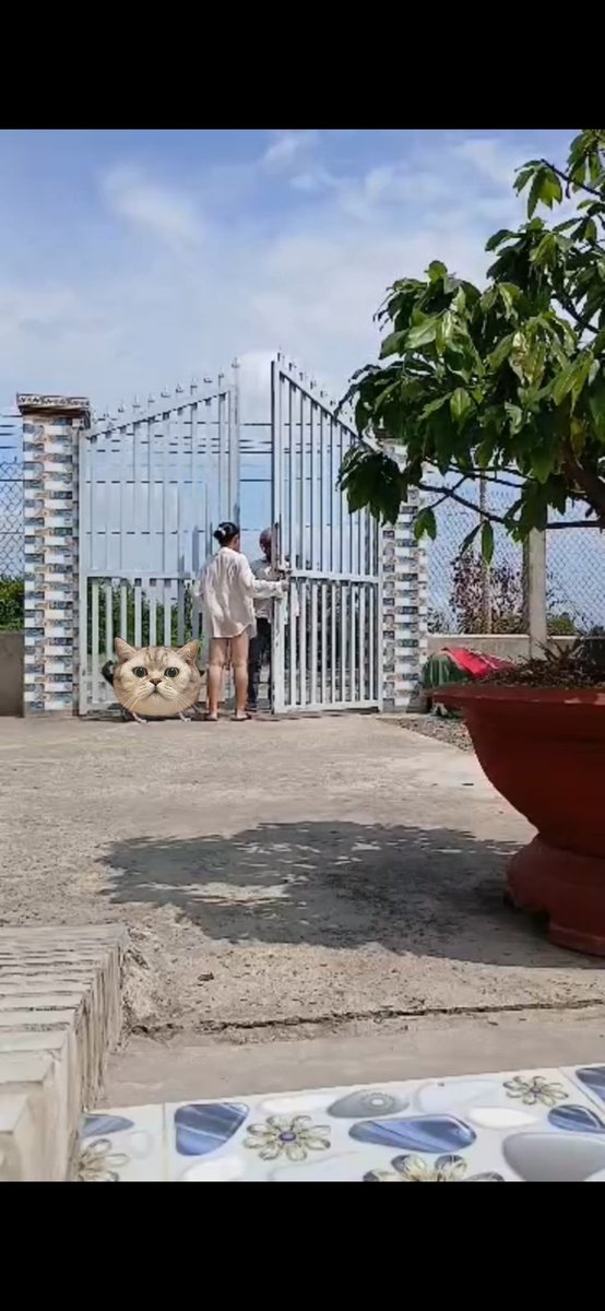 Kiều Mơ tweet media