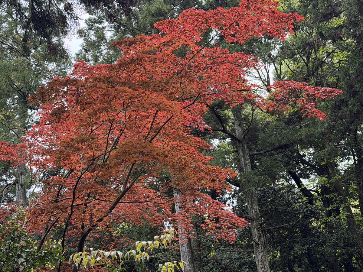 紅葉