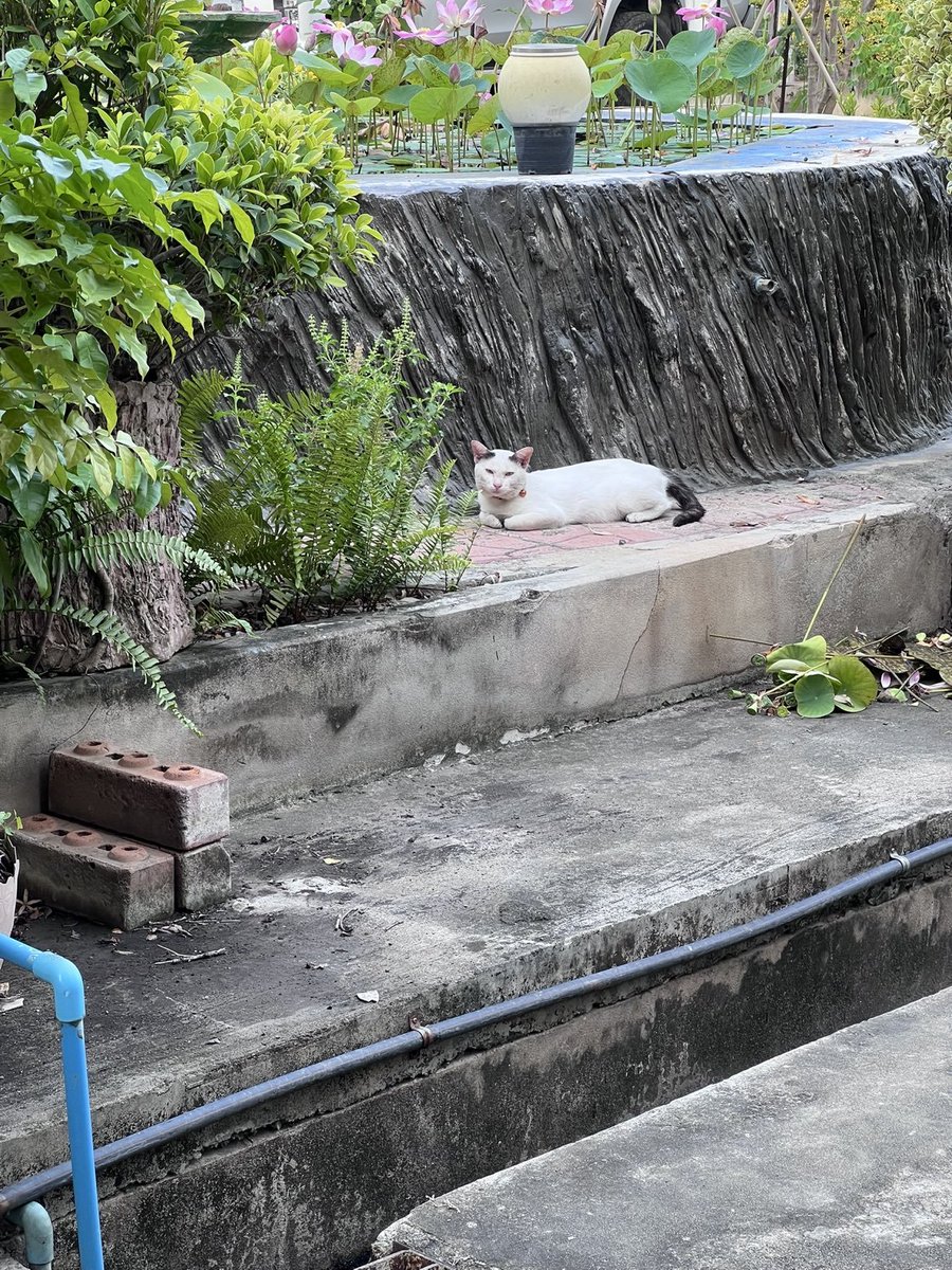 ไม่ควรมีแมวตัวไหนบนโลกใบนี้ต้องมาเป็นแมวจร tweet media
