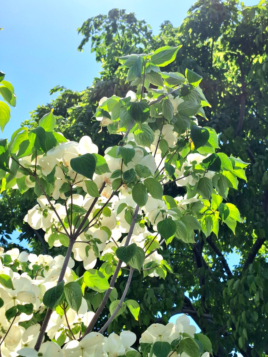 Tomo_NightBird's tweet image. I feel therefore I am 

#Flowers #flowerphotography #nature #NaturePhotography #tree