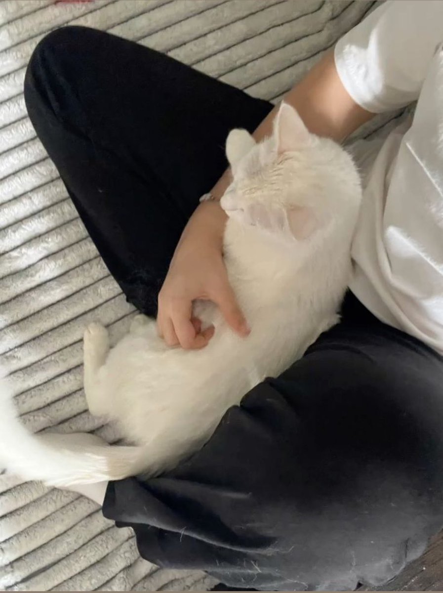 제민이 원래 젠저씨 회사에 들락거리는 길냥이엇는데 사람되고 싶다는 소원이 이루어져서 재노 앞에 뿅하고 나타남
이 아자씨 나한테 맨날 밥도주고 안아주고 좋은냄새도 나는데 데리고 키울생각은 없는 거 같고 퇴근하면 못보고.. 눈물찔끔흘린거 어디 고양이신이 소원들어줘서 하루아침에 남자아이됨