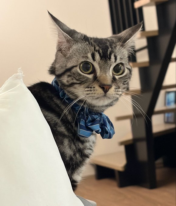 mami040704's tweet photo. 小さな紳士、ここに降臨しました🤵🐈 https://t.co/nnUsdfbhgG
