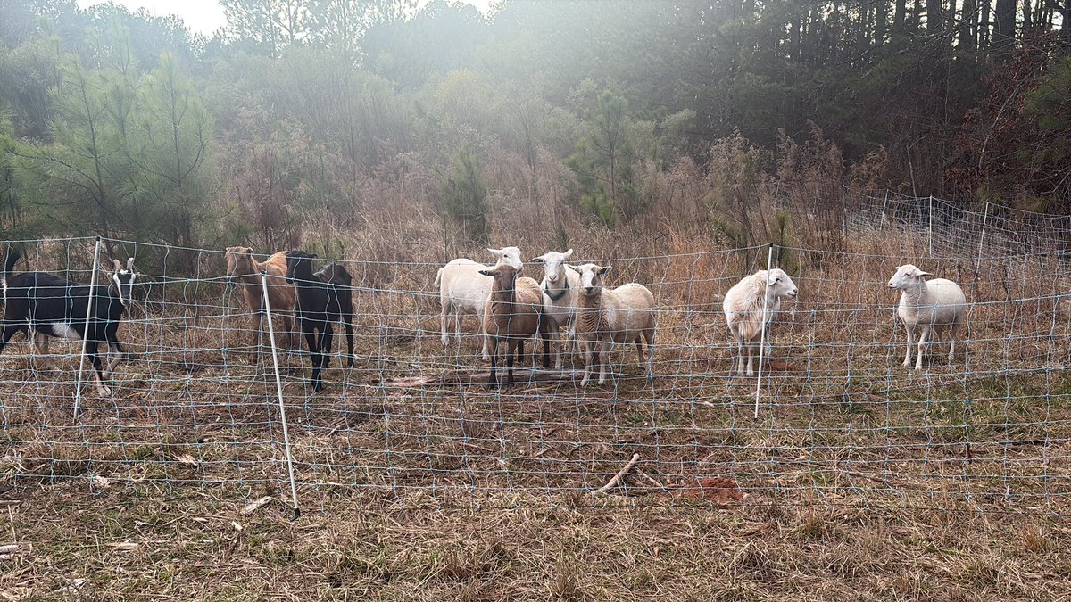 Homesteading4sovereignty tweet media
