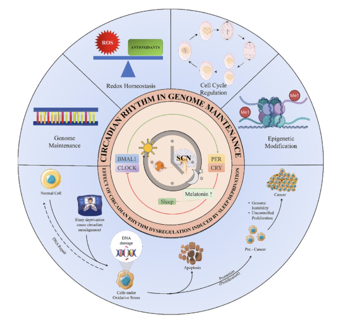 Circadian: Your Natural Rhythm tweet media