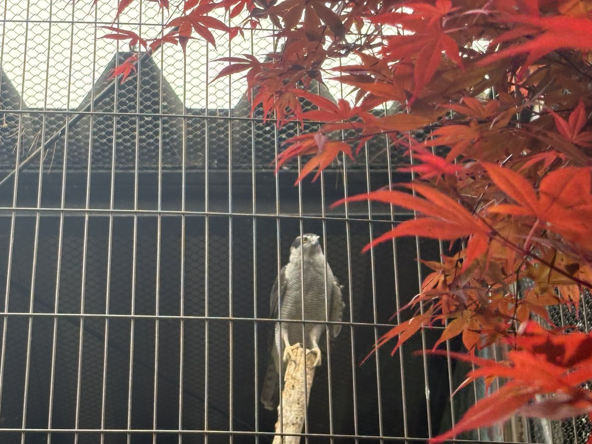 大きいオオワシと大きくないオオタカ。
