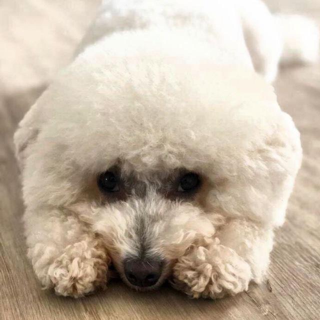 One dog every hour tweet media