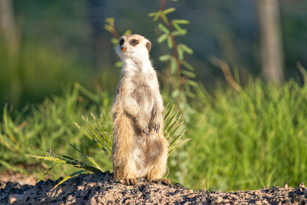 GondwanaLodges's tweet image. Drive slow and enjoy the everchanging landscapes of Namibia. You never know when you get the chance to spot even the smallest of animals on the road.

📸Manni Goldbeck

#namibia #roadtrip #gravelroad #africa #travel