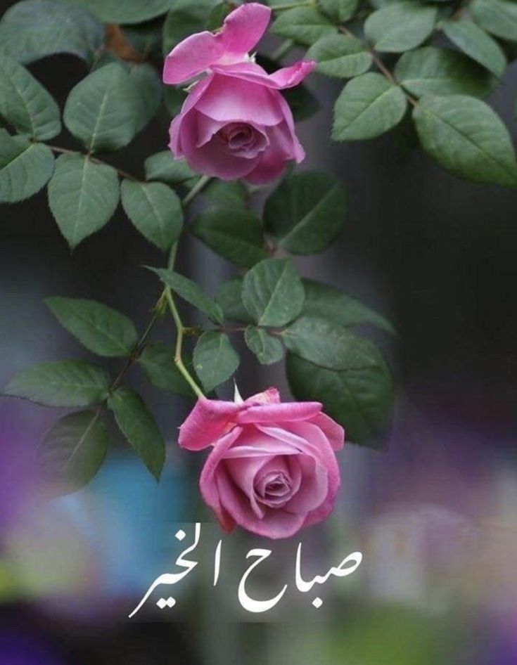 أميرة tweet media