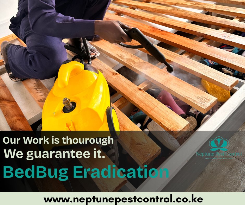 NeptunePest's tweet photo. Bedbugs hide deep—we go deeper 👀

🔥 Steam kills eggs instantly
💧 Targeted treatment clears hidden spots
Thorough work. Guaranteed.

📞 0737 762198
🌐 https://t.co/QlPuMXqZgF

#Bedbugs #PestControl #Nairobi #CleanHome https://t.co/ymwI0cQwTY