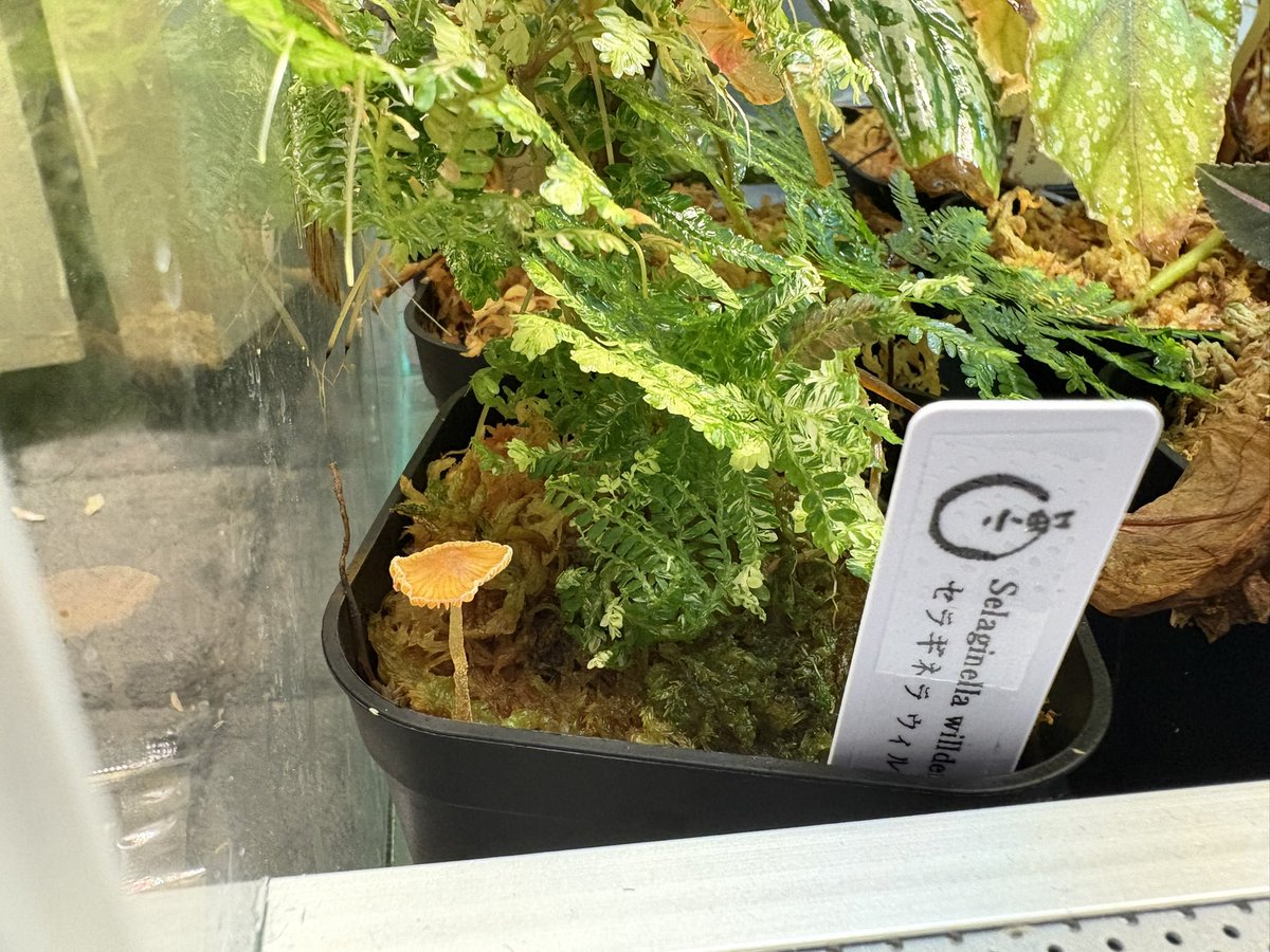 kuw_si's tweet photo. 多湿植物保管ケージのセラギネラに
キノコ生えてる https://t.co/mLn0y2naf4