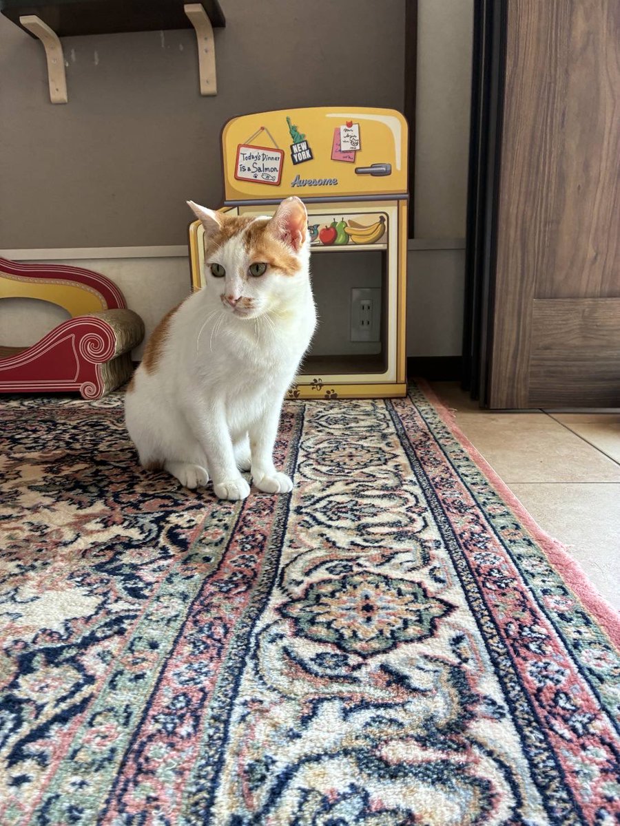 保護猫カフェ 猫の館ME◎人スタッフ tweet media