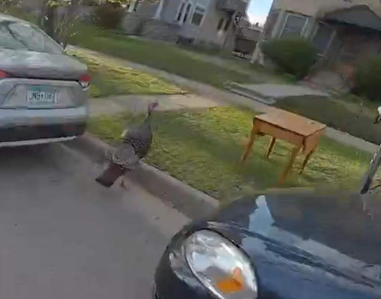 yumtapwater's tweet photo. The humble pedestrian minneapolis turkey https://t.co/g7IaUrWqNN