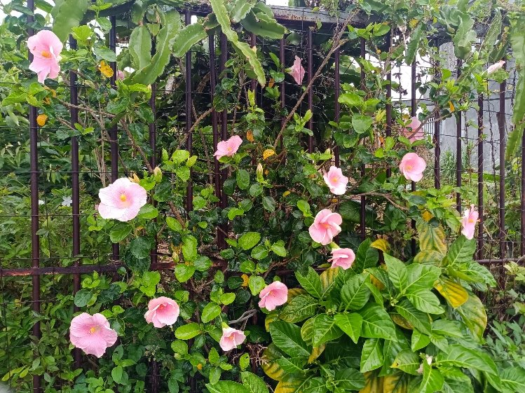 MZ95WkSGUFLjUsc's tweet photo. 梅雨入りしちゃった☔
仕事はしづらいが
雨に濡れた花(ハイビスカス？)
綺麗やね🥰
#花 https://t.co/N76NoNCUMT