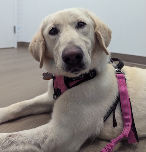 Labs4rescue tweet media