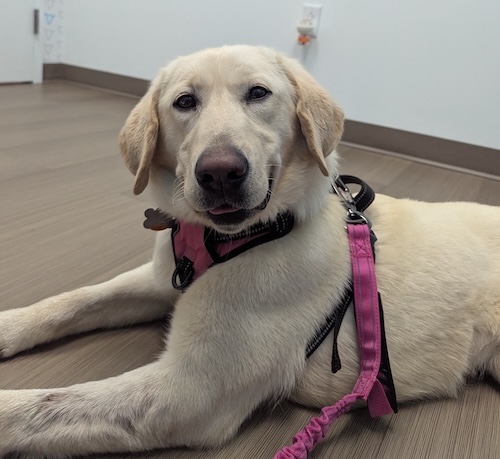 Labs4rescue tweet media