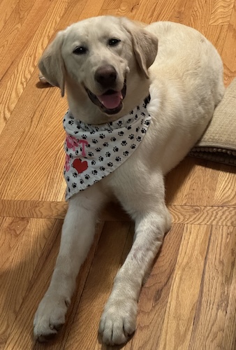 Labs4rescue tweet media