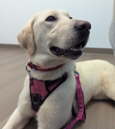 Labs4rescue tweet media