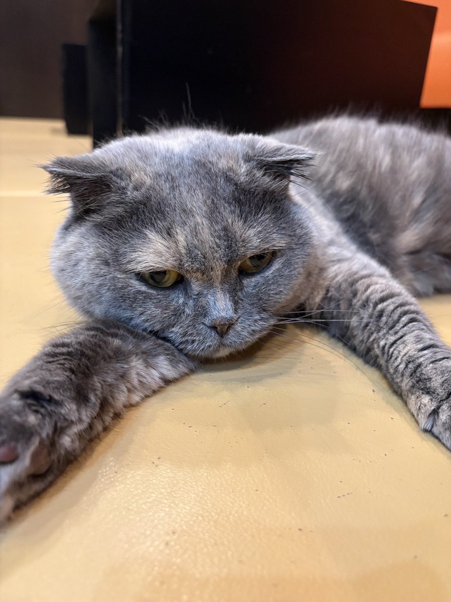 ぐったり体制のもちゃ🐱 #猫カフェ心猫 #奈良 #もちゃ #スコティッシュ