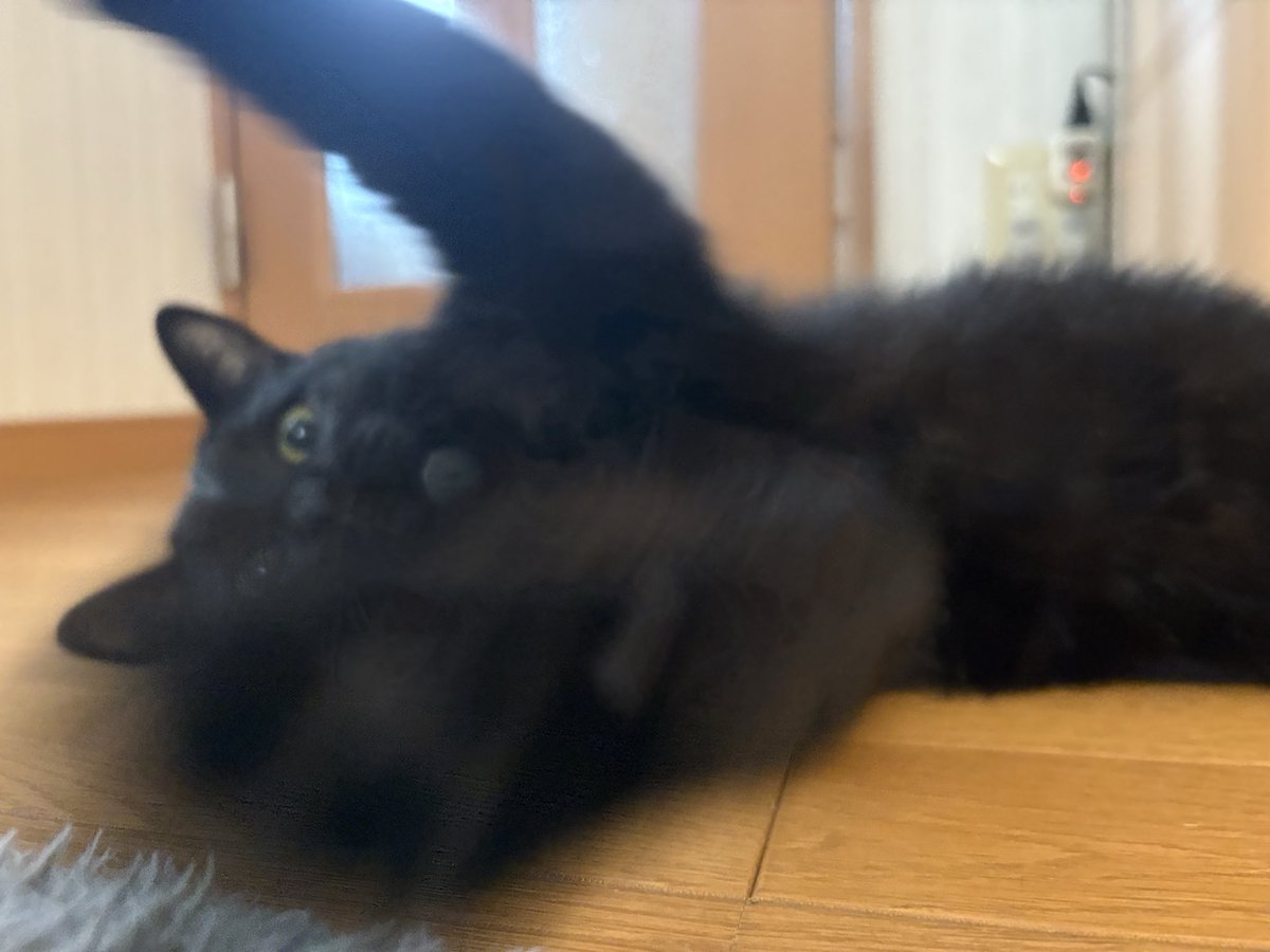 上げてけみゃんこ tweet media