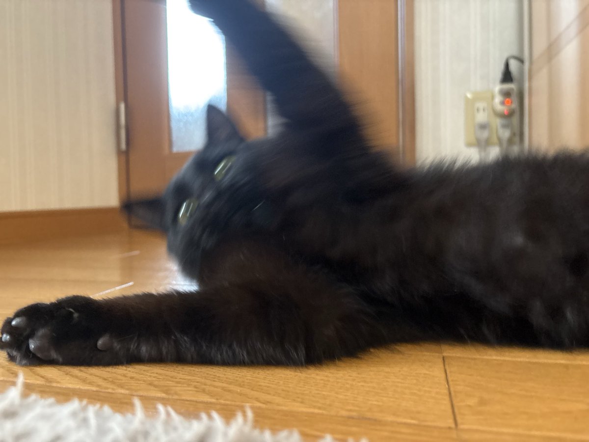 上げてけみゃんこ tweet media