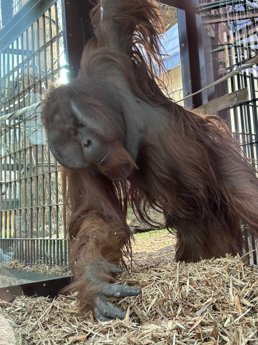 enTF10's tweet photo. 旭山動物園楽しかった〜！
お目当てのガチャコンプセットもGET
思ってたより人多くて良かったですね😌 https://t.co/3kQnpE3l9i