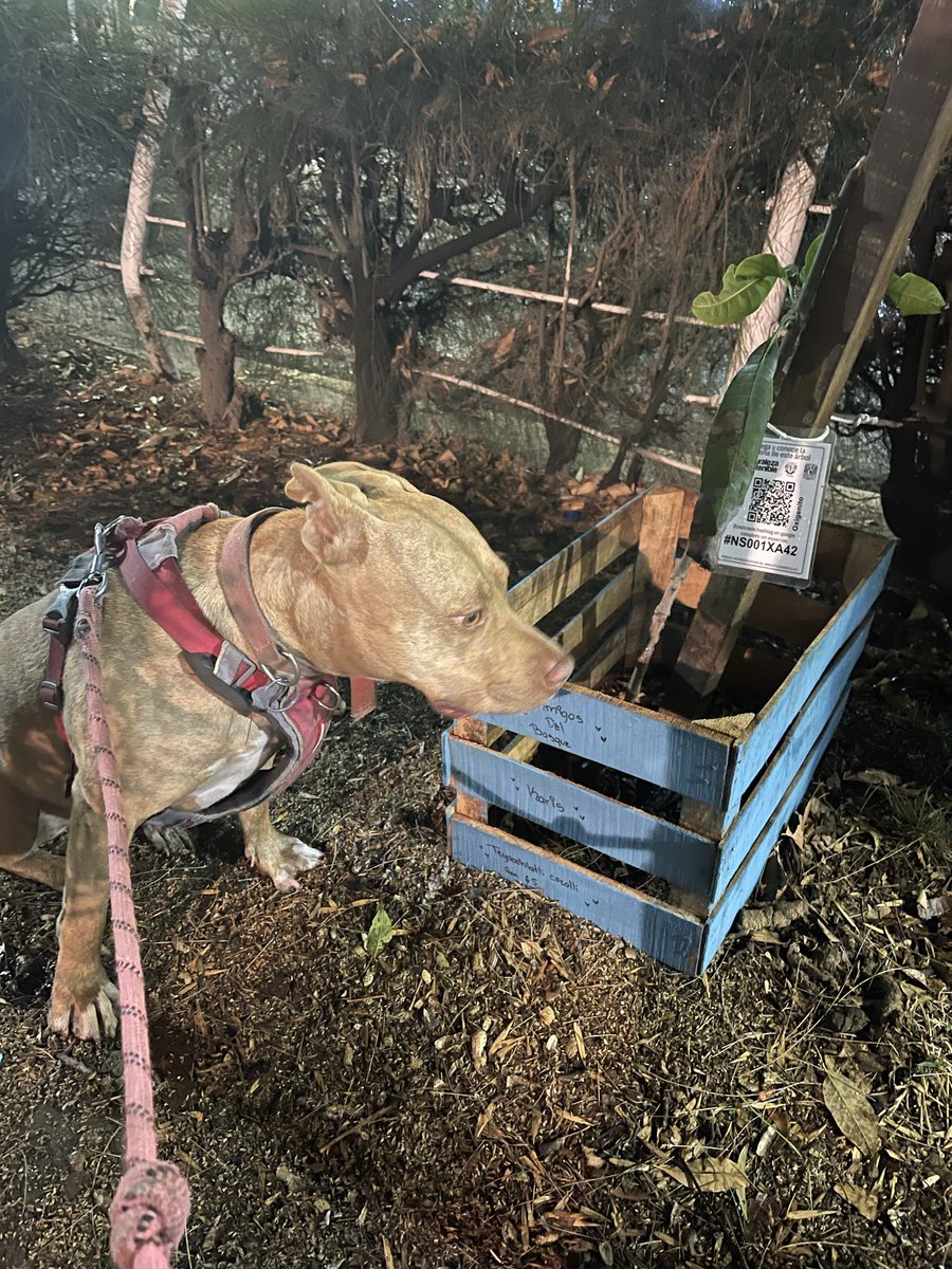 ric_cam's tweet photo. 🌳 Registro forestal ArbolGO: #NS001XA42 #ArbolGO oxigenito sufrió daños de alguien mal intencionado pero ya se está recuperando. Tiene su etiqueta, huacal pintado por @AdelB_CDMX , abono y cuidado de los vecinos conscientes de SM #NATSO https://t.co/W08d3cBcko