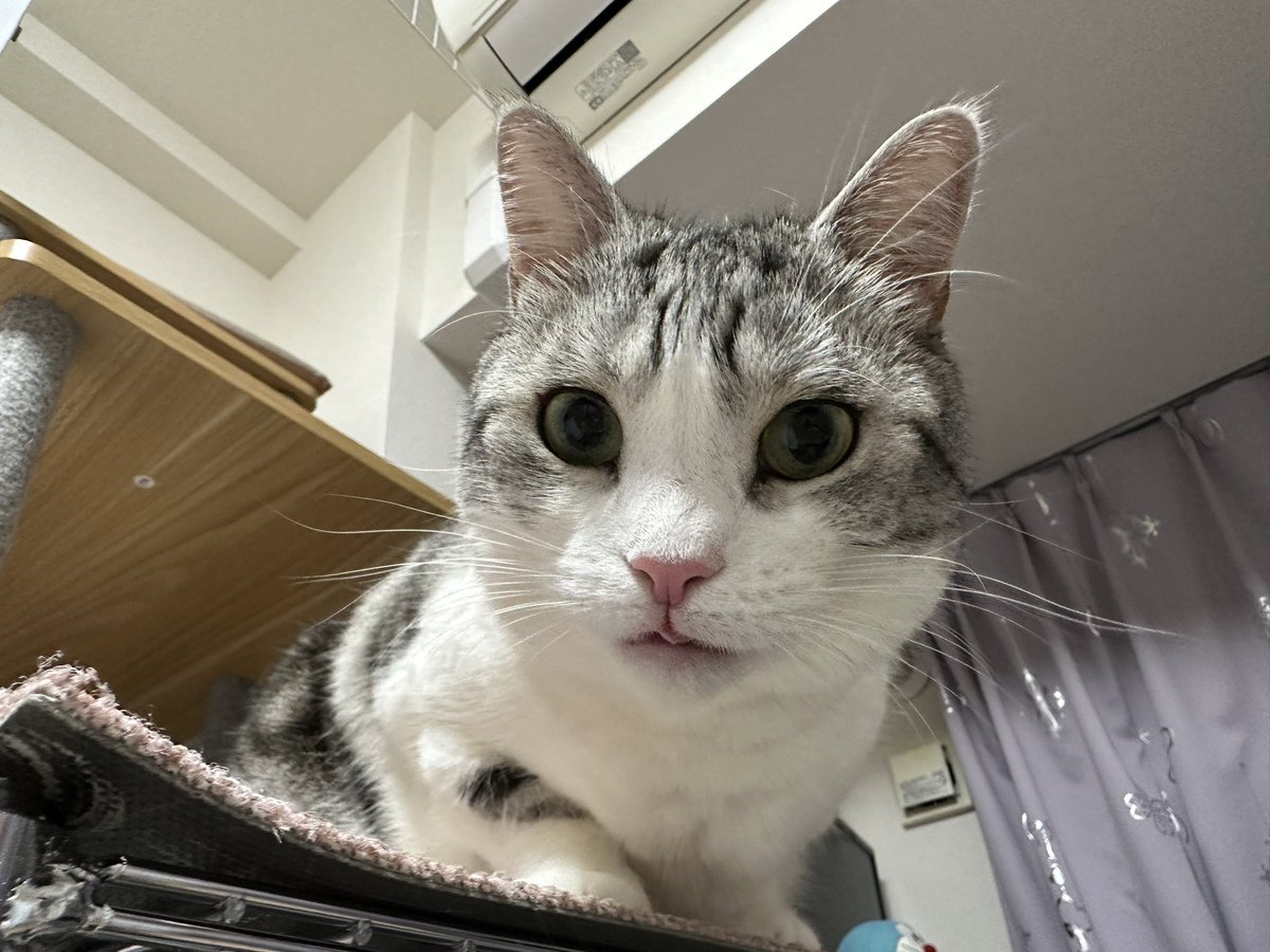 ふうとムゲン tweet media
