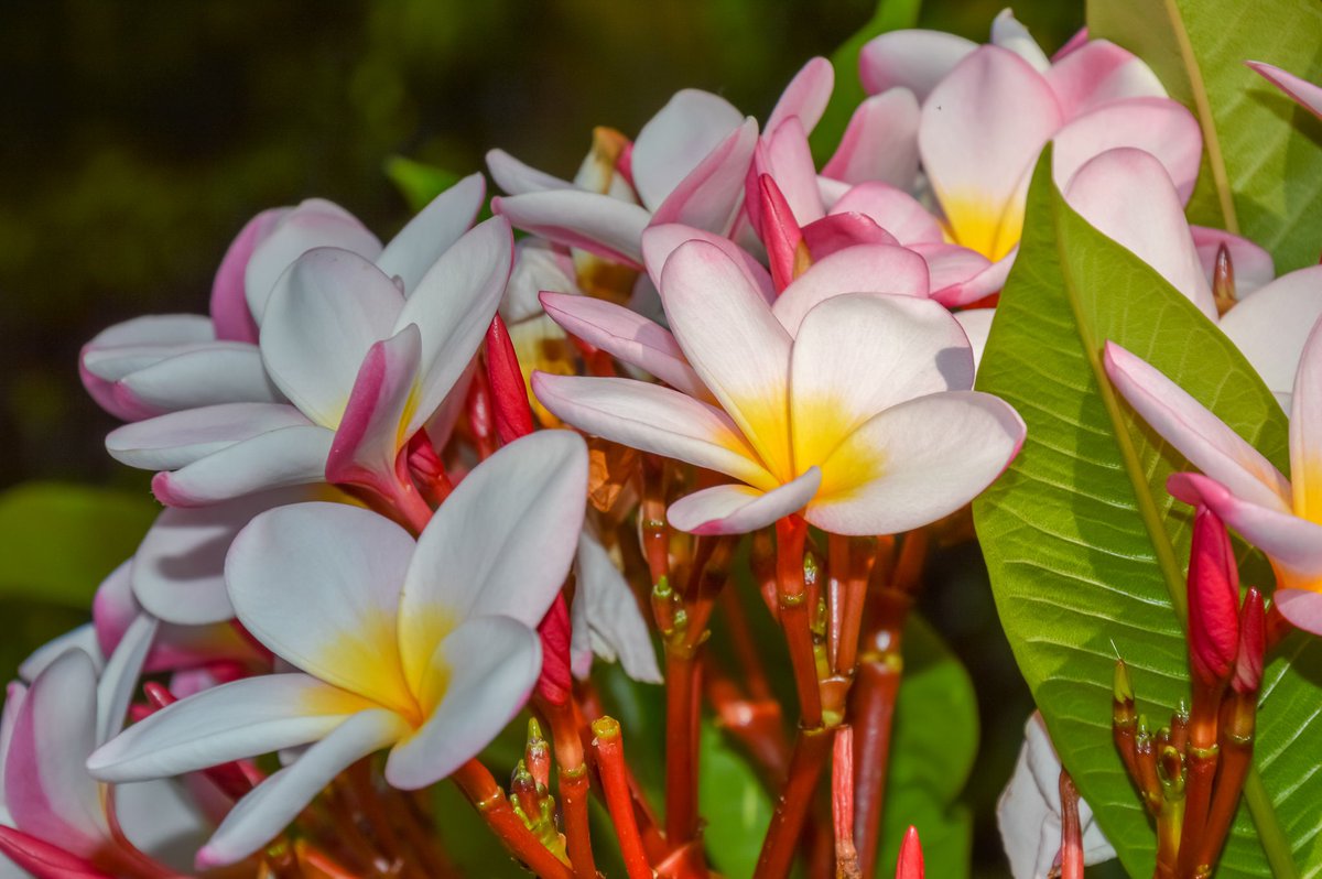 LakesFurniture's tweet image. Frangipani Floral Photography Art Print | Glossy Tropical Wall Decor tuppu.net/3c9eb0fe #shelving #Photography #chocolate #greetingscard #birthday #rusticfurniture #handmadefurniture #lakedistrict #housewarming #homeoffice #NaturePhotography