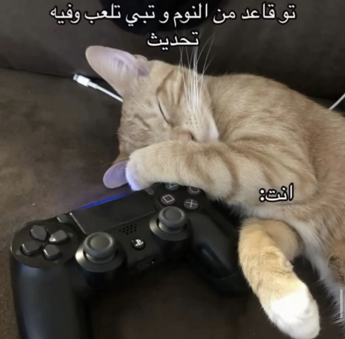 ليدي🎮🪷 tweet media