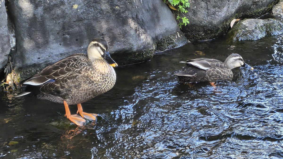 takemi_test's tweet photo. この2羽が川を去る頃には別のカルガモ親子の行進の季節になる https://t.co/gUBeoRdEDg