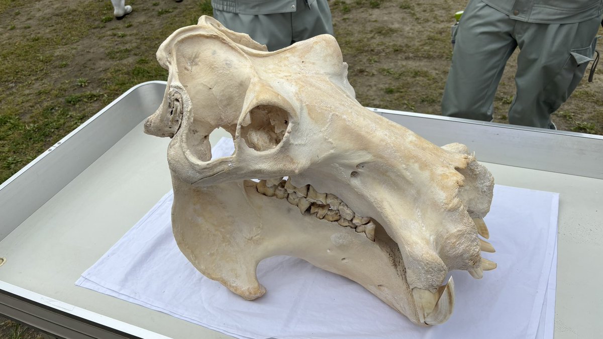 動物園報告ラスト。何の頭蓋骨でしょうか？