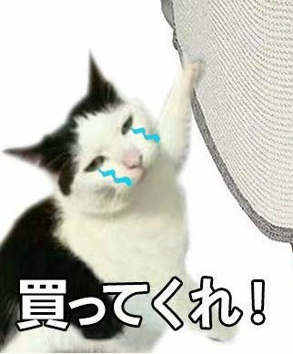 恐怖！ネコ。 tweet media
