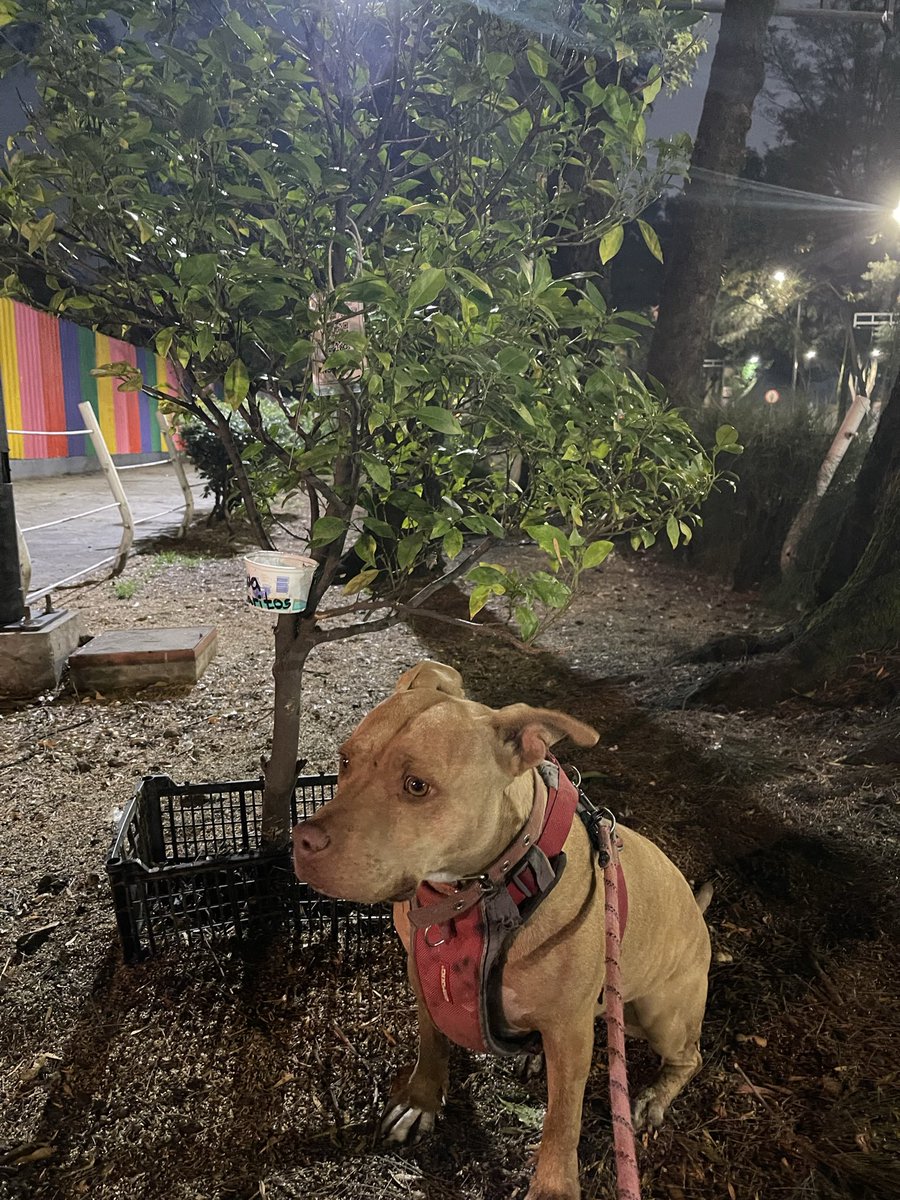 santamariaNATSO's tweet photo. 🌳 Registro forestal ArbolGO: #NS001LK22 #ArbolGO el árbol “saludcito” ya está protegido con etiqueta de #NATSO en breve pondremos su huacal pintado por los niños de @AdelB_CDMX Vecinos conscientes de Santa María La Ribera lo cuidan https://t.co/LGEqyukgxc