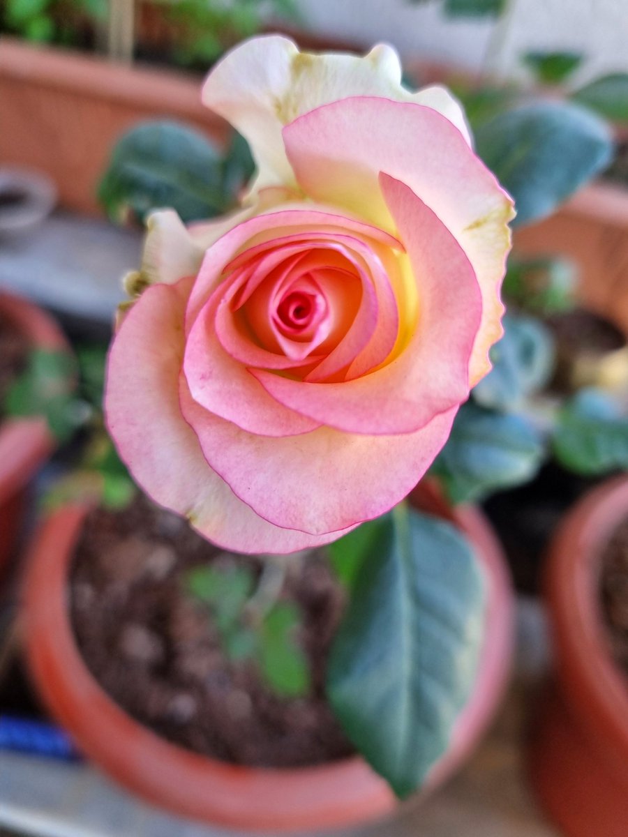 Indus4valley's tweet image. #PINK #myclick #happyMonday