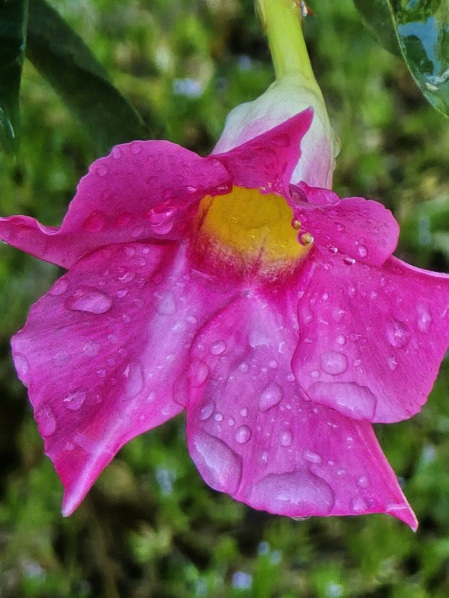 catjkuhn's tweet image. Mandevilla after the #rain. 🌺 #FlowerPhotography #Springtime #Raindrops #NaturePhotography  #Gardening #Bloomscrolling