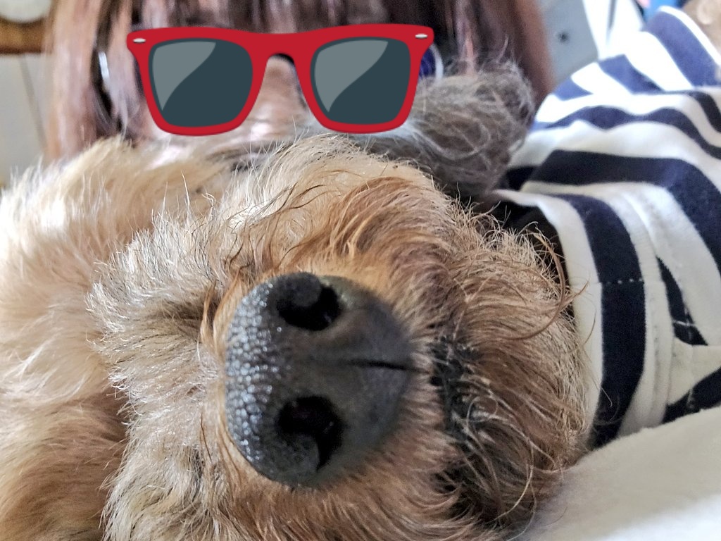 KABURA71's tweet photo. 自撮りを失敗されたお鼻カブラと👓ママ
遅くなりましたが　5月もよろしくお願いします✨

🐶よろしくね〜🎉🎉🎉

＃トイプードル　＃犬好きさんと繋がりたい　＃犬と暮らす幸せ　＃動物大好き https://t.co/FZbLpPWjcv