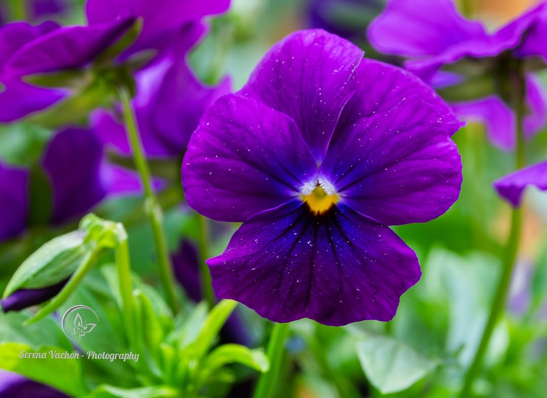 SerenaVachon's tweet image. Purple pansies #flowers #flowerphotography #FlowersOfX #nature #NaturePhotography