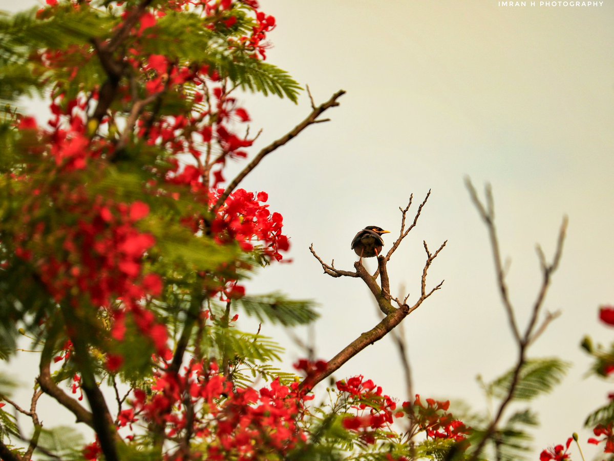 IMRANHASANRAM's tweet image. শুভ সকাল বাংলাদেশ। 

#red #goodday