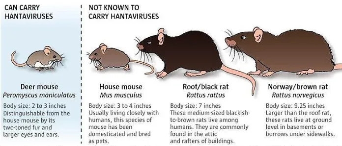 afrkml's tweet photo. Terus, should we worry?
Gak perlu sij. Risiko ada pandemi lg kek COVID tuh kecil

Kasusnya emg keliatan serem krn dah lgsg ada aja yg meninggal & clusternya di kapal, tp secara sains hantavirus emg gak gampang nyebar kok antar manusia.

So, aware itu bagus, tp parno berlebihan ga usah.
Ga usah lebay intinya, fokus aja ke perkembangan fakta2 terkait ini. Kita tunggu itu ajah