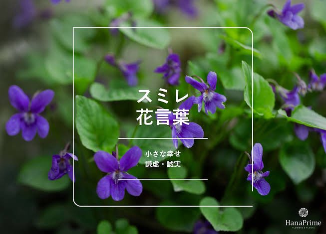 みくる🍓 tweet media