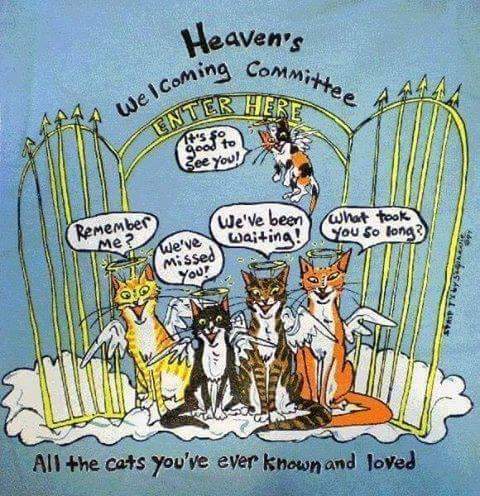 marillion13's tweet image. Good early meowing and a happy #NewWeek #Wochenanfang #NouvelleSemaine from my 3 angel cats Gizzy, Thori and Sisi and me from SW Germany.
😽😽😽💖💖💖
The stupid Fakepoop AI deleted my good 11 year old account completely in 09/24, I do not have money for an attorney to sue them.