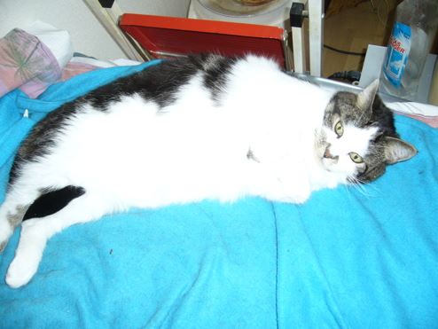 marillion13's tweet image. Good early meowing and a happy #NewWeek #Wochenanfang #NouvelleSemaine from my 3 angel cats Gizzy, Thori and Sisi and me from SW Germany.
😽😽😽💖💖💖
The stupid Fakepoop AI deleted my good 11 year old account completely in 09/24, I do not have money for an attorney to sue them.