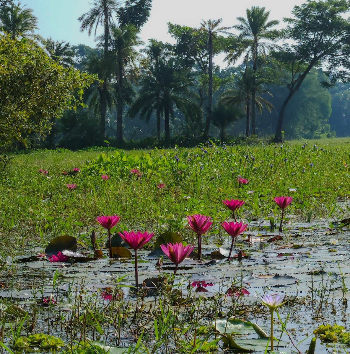 J0rge737's tweet image. Water lilies blooming quietly in the still water — a reminder that beauty doesn’t need noise.

Nature always finds a way to shine. ✨

#Nature #WaterLily #Peaceful #MorningVibes #Bangladesh