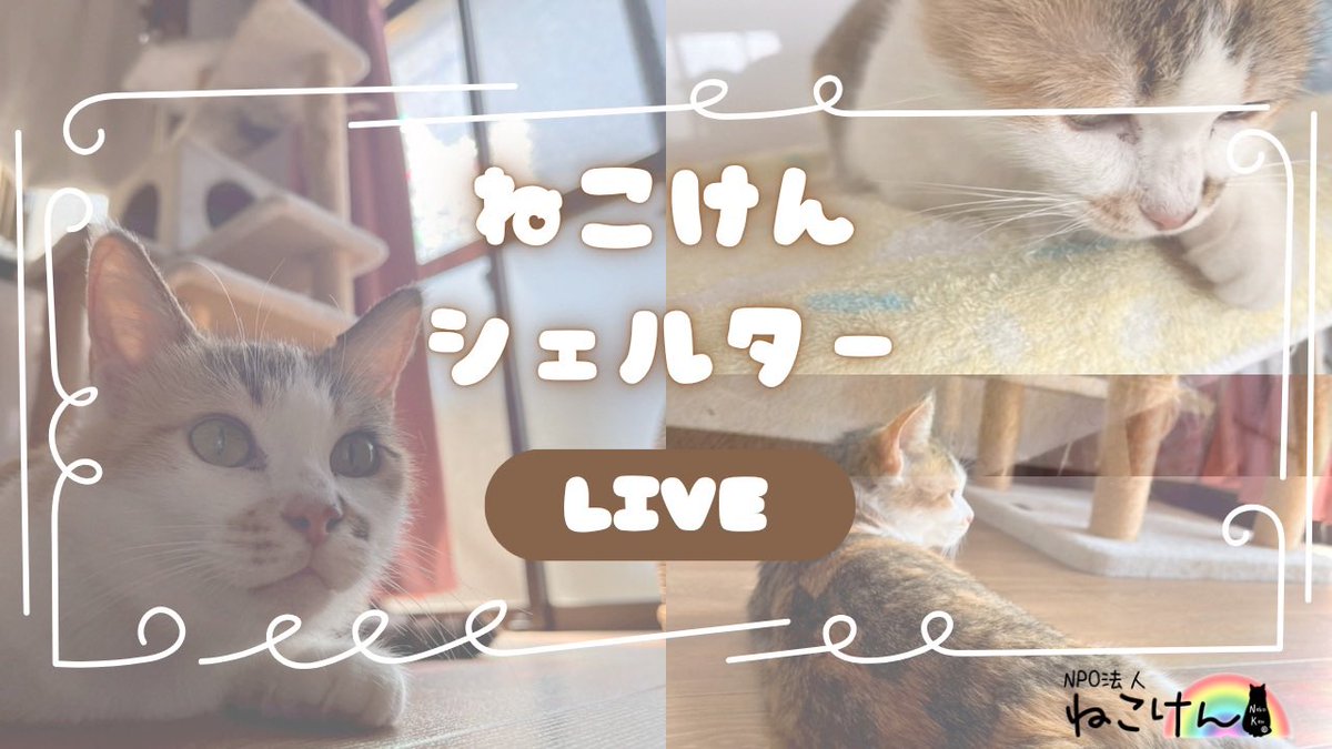 NPO法人 ねこけん tweet media