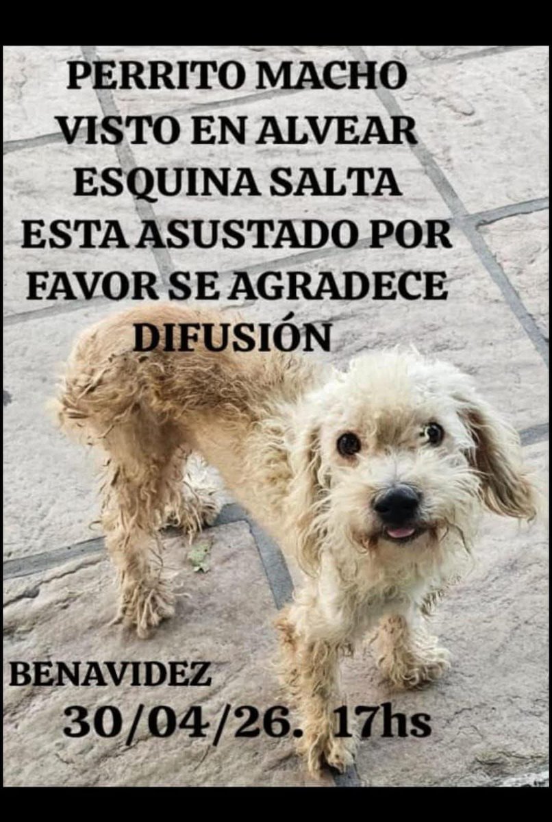 Atención zona  #Benavidez 
Copio
Si son de la zona y pueden compartir, se los agradecemos. Mi amiga le está dando de comer en la vereda del local dónde trabaja en Benavidez. Quizá está perdido, o necesita tránsito.