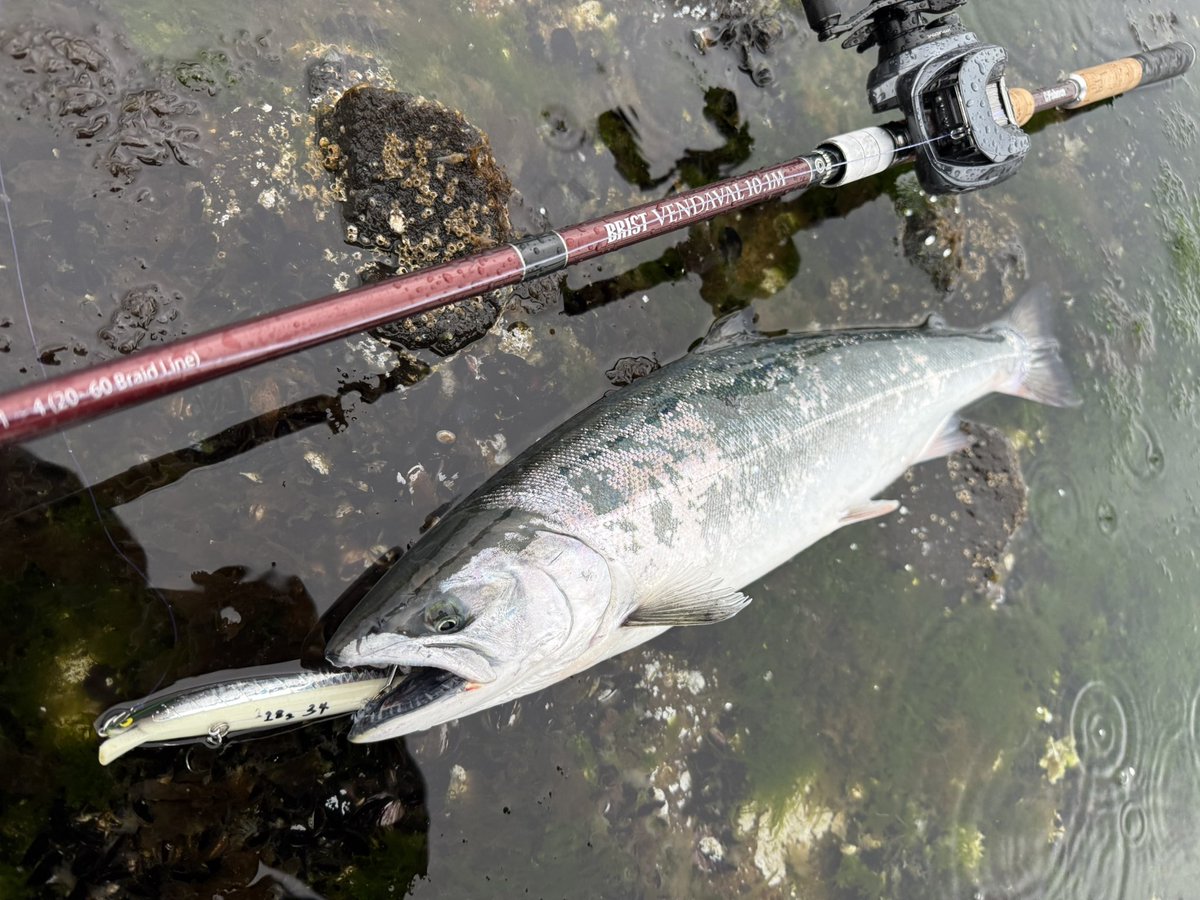 oga_0624_'s tweet image. 朝だけ行って来ました日本海！！
タナカクラフトプロトミノー140sでキャッチ！
雨で億劫だったけどカッパ着てジャーキング！

#fishman
#アトミックスライダー
#タナカクラフト
#海サクラマス