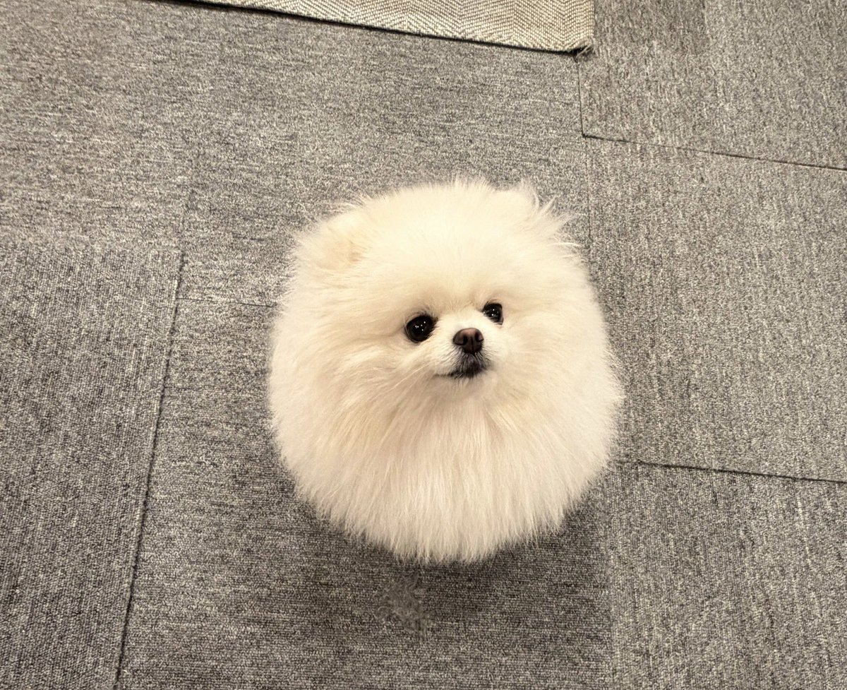 ポメラニアン ちょむ tweet media