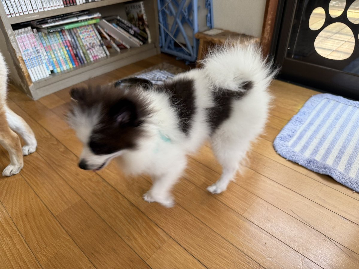 ゼブル tweet media